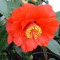 Camellia Flores 100 Seeds