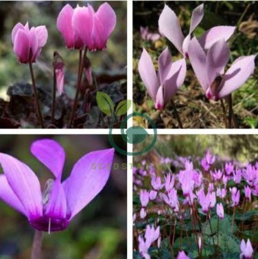 'Qiguaidao' Purple Eastern Cyclamen 10 Seeds