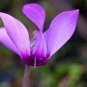 'Qiguaidao' Purple Eastern Cyclamen 10 Seeds