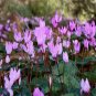 'Qiguaidao' Purple Eastern Cyclamen 10 Seeds