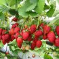 Hailand Strawberry ‘Kiwi’ 600 Seeds
