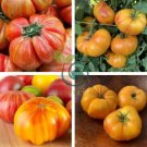Organic Heirloom West Virginia Hillbilly Tomato 200 Seeds