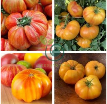 Organic Heirloom West Virginia Hillbilly Tomato 200 Seeds