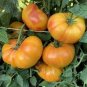 Organic Heirloom West Virginia Hillbilly Tomato 200 Seeds