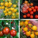 Tumbling Red Yellow Tomato 200 Seeds