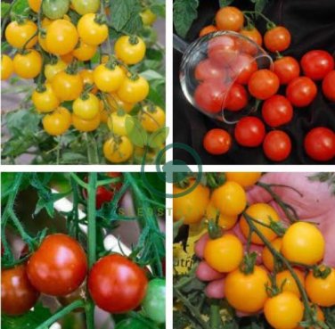 Tumbling Red Yellow Tomato 200 Seeds