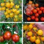 Tumbling Red Yellow Tomato 200 Seeds