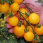 Tumbling Red Yellow Tomato 200 Seeds