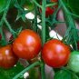 Tumbling Red Yellow Tomato 200 Seeds