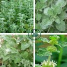 Imported Horehound 40 Seeds
