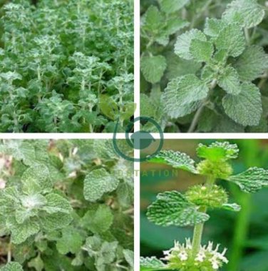 Imported Horehound 40 Seeds