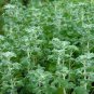 Imported Horehound 40 Seeds