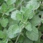 Imported Horehound 40 Seeds