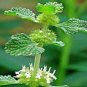 Imported Horehound 40 Seeds