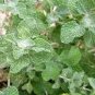 Imported Horehound 40 Seeds