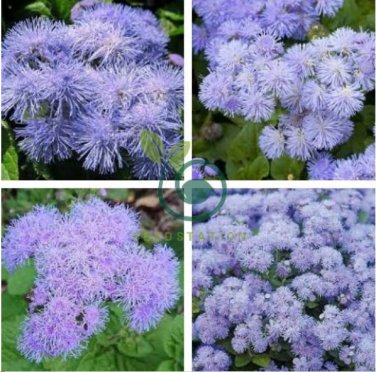 Ageratum Mauritius F1 36 Seeds