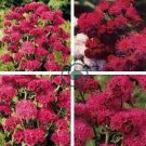 Ageratum Red Sea 20 Seeds