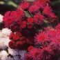 Ageratum Red Sea 20 Seeds