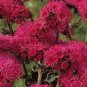 Ageratum Red Sea 20 Seeds
