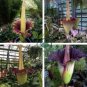 Corpse Flowers The Titan Arum 100 Seeds