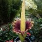 Corpse Flowers The Titan Arum 100 Seeds