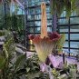 Corpse Flowers The Titan Arum 100 Seeds