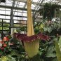 Corpse Flowers The Titan Arum 100 Seeds