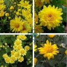 Ground-cover Chrysanthemum 500 Seeds