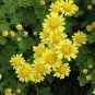 Ground-cover Chrysanthemum 500 Seeds