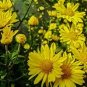 Ground-cover Chrysanthemum 500 Seeds