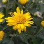 Ground-cover Chrysanthemum 500 Seeds