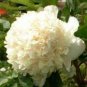 'Yao Huang' Peony 10 Seeds