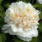 'Yao Huang' Peony 10 Seeds