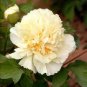 'Yao Huang' Peony 10 Seeds