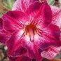 Adenium Light Pinkish White Flower 4 Seeds