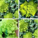 Roman Broccoli Seeds Vegetables 200 Seeds