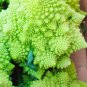 Roman Broccoli Seeds Vegetables 200 Seeds