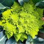 Roman Broccoli Seeds Vegetables 200 Seeds