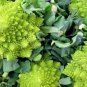 Roman Broccoli Seeds Vegetables 200 Seeds
