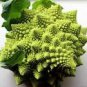 Roman Broccoli Seeds Vegetables 200 Seeds