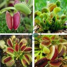 Garden Potted Flytrap  Dionaea Muscipula - Mixed 9 Types 600 Seeds