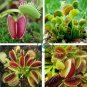 Garden Potted Flytrap  Dionaea Muscipula - Mixed 9 Types 600 Seeds