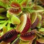 Garden Potted Flytrap  Dionaea Muscipula - Mixed 9 Types 600 Seeds