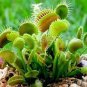 Garden Potted Flytrap  Dionaea Muscipula - Mixed 9 Types 600 Seeds
