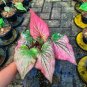 Thailand Caladium 200 Seeds