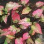 Thailand Caladium 200 Seeds