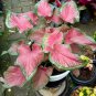 Thailand Caladium 200 Seeds
