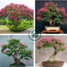 Crape Myrtle Bonsai Mixed Perennial Tree Flower 80 Seeds