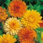 Calendula 'Bronzed Beauty' Bicolor Pot Marigold Flowers 100 Seeds