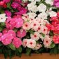 Impatiens Mixed Rosebud Blooms Flower 40 Seeds